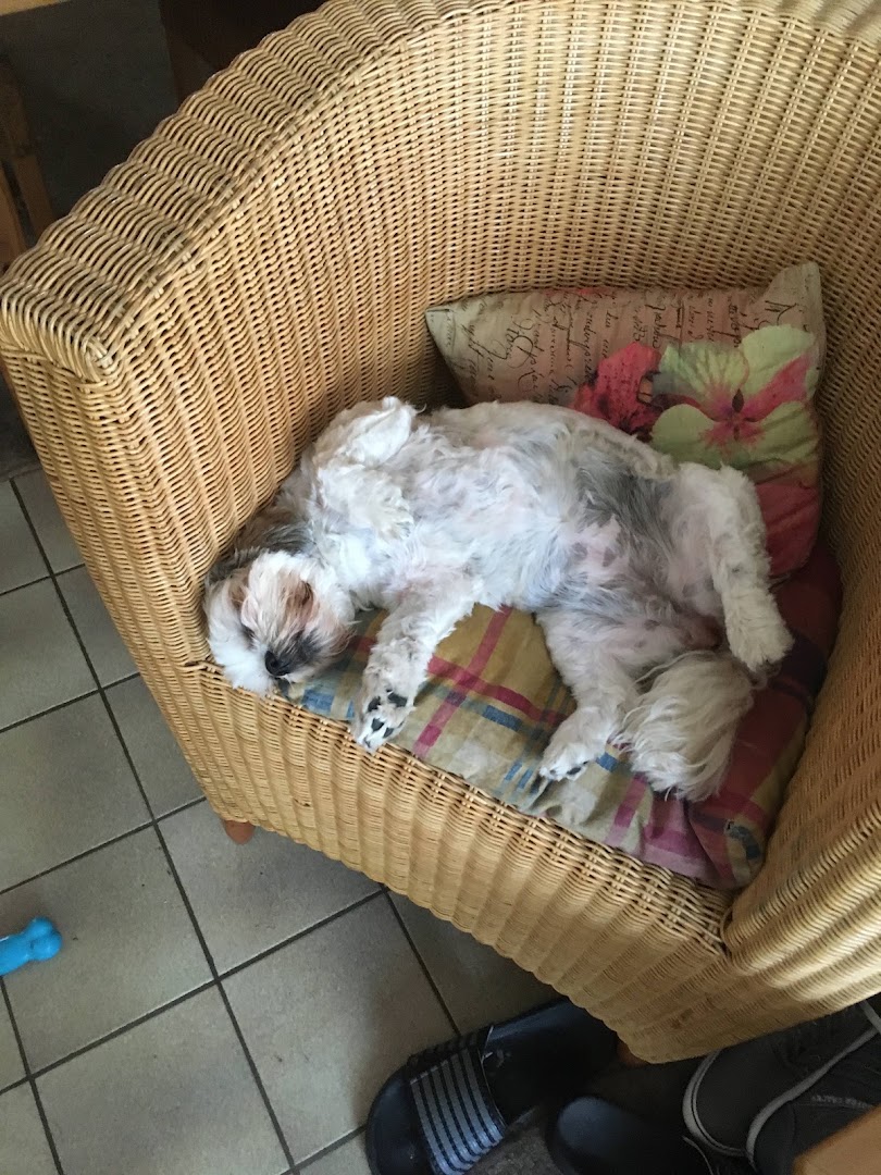 Vers getrimde hond ligt tevreden te slapen in een rieten stoel na een trimbeurt bij Hondentrimsalon Oisterwijk